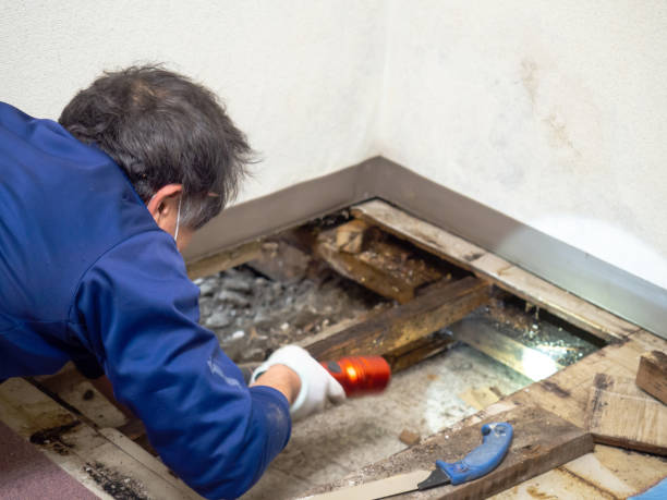Best Attic Mold Removal  in Granville, OH