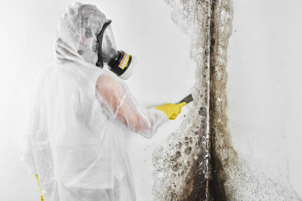 Best Best Mold Removal Companies  in Granville, OH