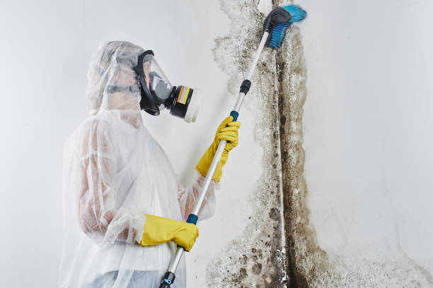 Professional Mold Removal in Granville, OH