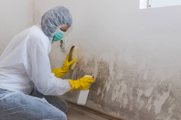 Best Fast Mold Removal  in Granville, OH