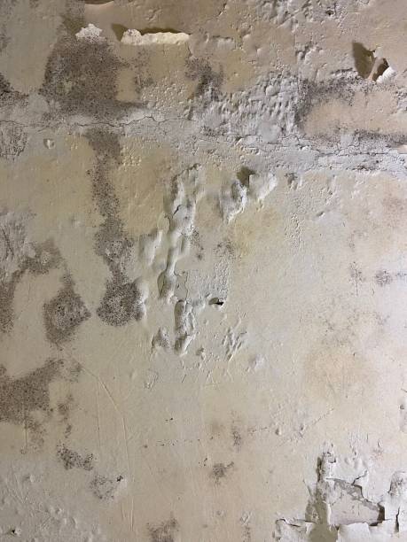 Best Mold Remediation  in Granville, OH