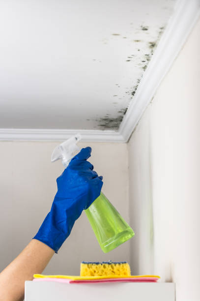 Best Mold Damage Repair  in Granville, OH