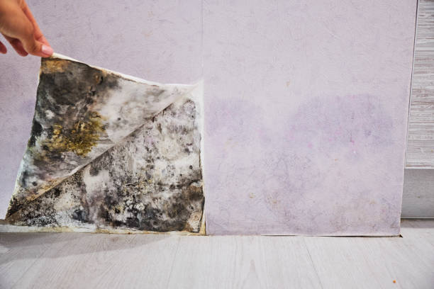 Best Fast Mold Removal  in Granville, OH